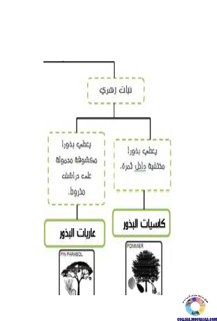 النباتات الزهرية تنوعها و تصنيفها