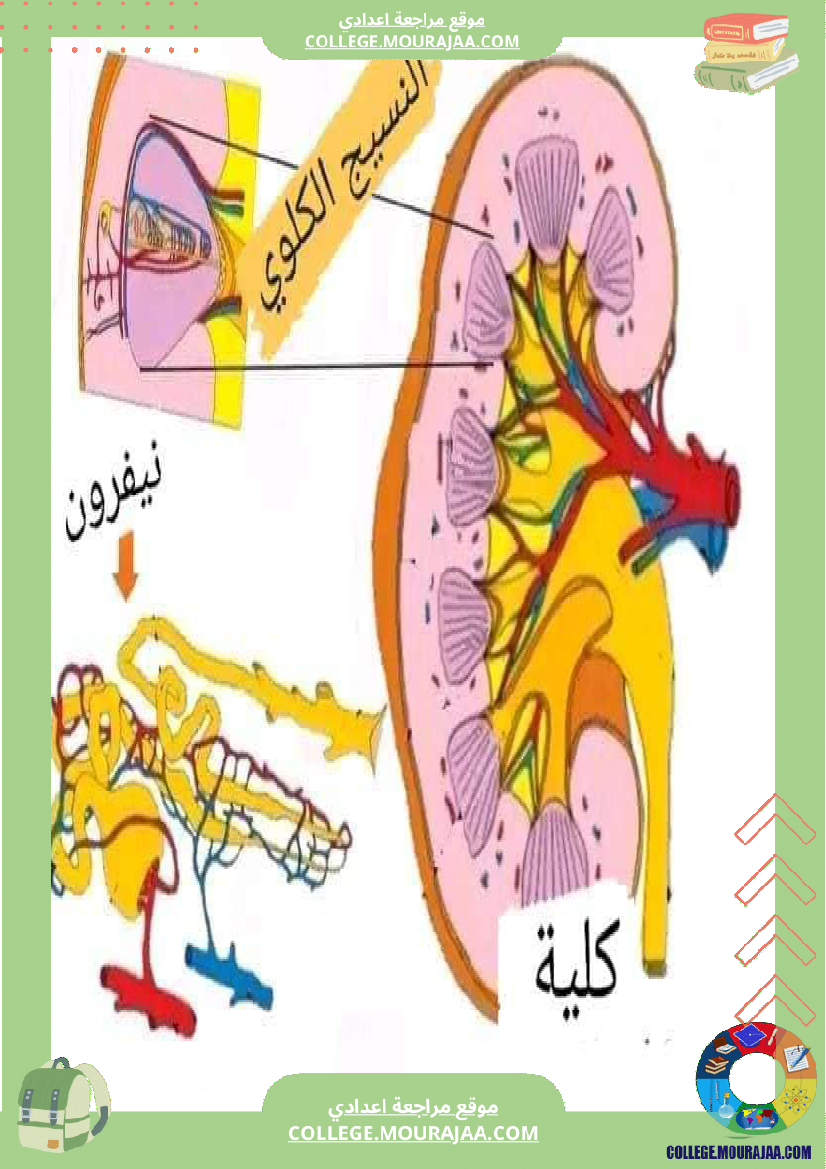 التاسعة_أساسي_علوم_الحياة_و_الارض_وظيفي_ة_الاخراج