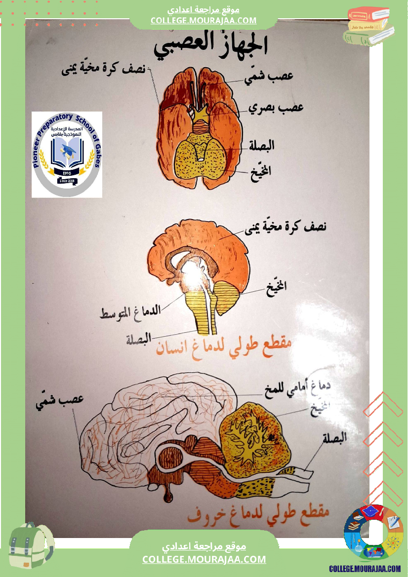 وثائق علوم الحياة والأرض للسنوات التاسعة أساسي تتعلق بالجهاز العصبي