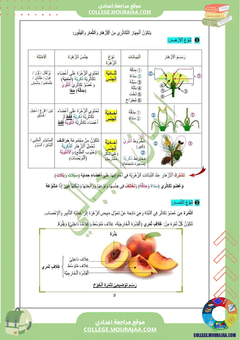 درس النباتات الزهرية لتلاميذ السنة السابعة أساسي